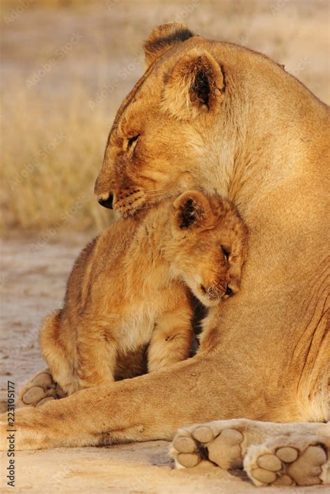 Lion Cubs Serengeti Stock Photo | Adobe Stock