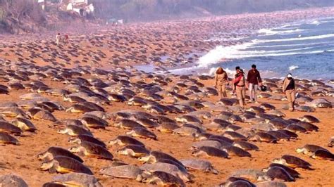 record number  endangered olive ridley turtles arrive  odisha beach