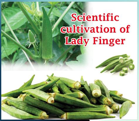 lady finger    tara brothers blog