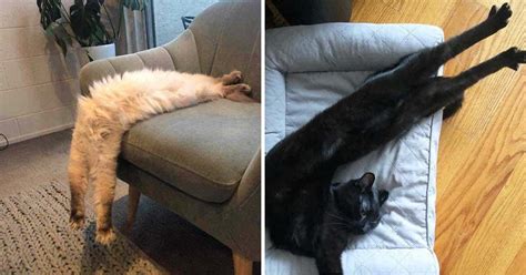 30 Hilarious Photos Proving That Cats Are The Masters Of Stretching ...