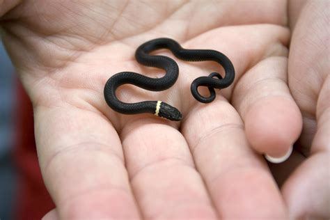 Cute baby snake... adorable at this size! : aww
