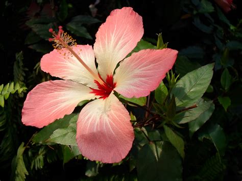 Rainforest Biome House Plant