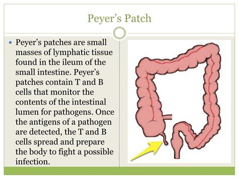 PPT - The Immune and Lymphatic System PowerPoint Presentation, free ...