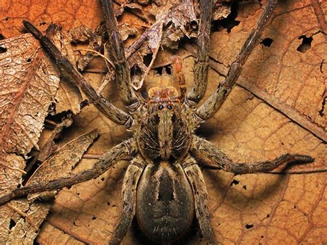 Aranha De Jardim E Venenosa - Aranha de Jardim: Características, Tipos, Picada e Inseticidas