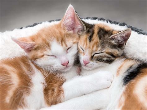 Download Cuddling Cute Cats Pictures | Wallpapers.com