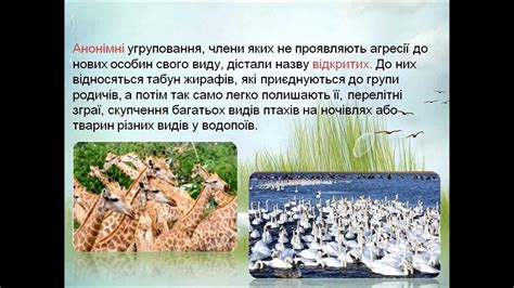 Біологія (7 клас). Типи угруповань тварин. Вчитель: Крючек Лариса ...