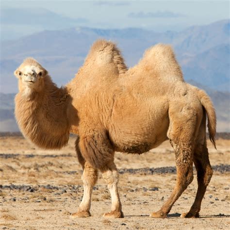 camel