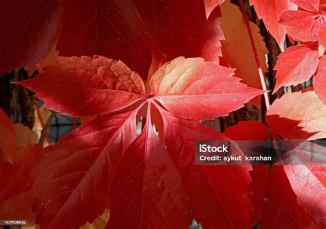red autumn leaves   plant stock photo  image  autumn