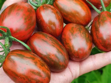 Супер экзотик (Super exotic) сорт томата – купить за 80 ₽ | Freshtomat.ru