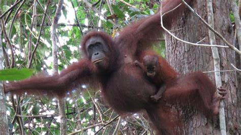 Nearly 150,000 Orangutans Lost to Logging, Palm Oil, and Human Conflict