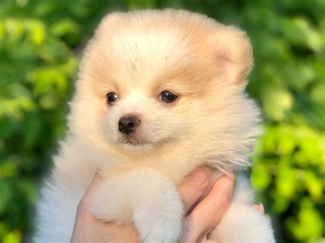 Baña a tu perro sin problemas - Perros Toy | Luxury Mini Pets