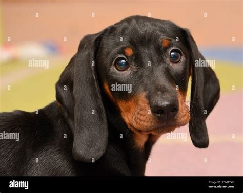 long ears puppy fotos und bildmaterial  hoher auflosung alamy