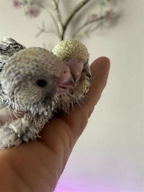 English budgies