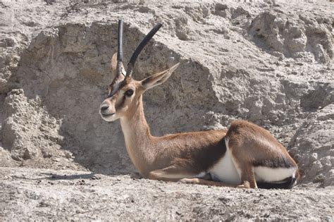 ZOOTOGRAFIANDO (5.836 ANIMALS): GACELA DE CUVIER / CUVIER´S GAZELLE ...