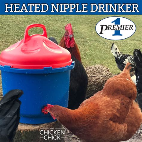 How to Sex Chickens: How to tell Male or Female, Hen or Rooster