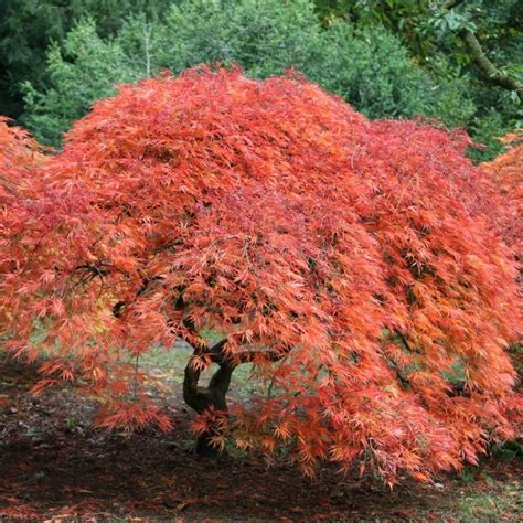 acer palmatum taylor photo  plants vrogueco