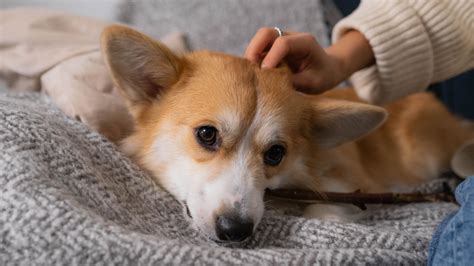 Everything you need to know about: Pembroke Welsh Corgis | Napo Pet Care