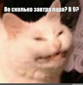 Создать мем "упоротые лица котов, кот мем, лицо кота мем" - Картинки ...
