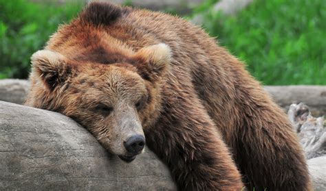 Review Of Animal That Sleeps While Standing Ideas