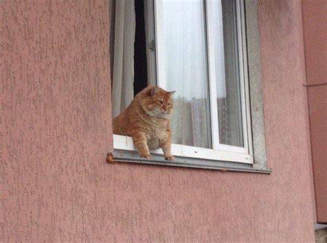 L O O K O U T : r/AbsoluteUnits
