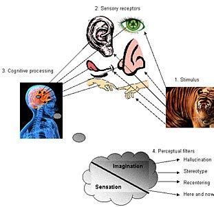 Mr Man PR: Perception - Perceptional Process