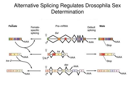 PPT - Post-transcriptional RNA Modifications PowerPoint Presentation ... 