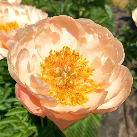 Пион King's Day🌷 - купить корневища и саженцы в горшках в Украине ...