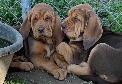 bloodhound puppies  sale