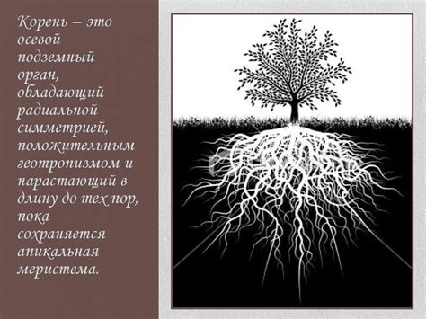 Корень и корневая система. Общая характеристика корня - презентация онлайн