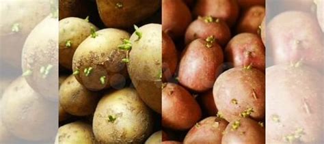 Семенная картошка, картошка бесплатная доставка купить в Кингисеппе ...