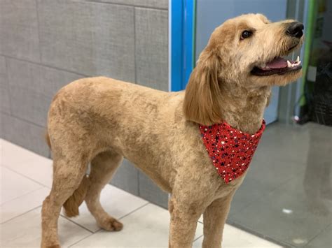 Open a Pet Shop in USA: What do you need to know?