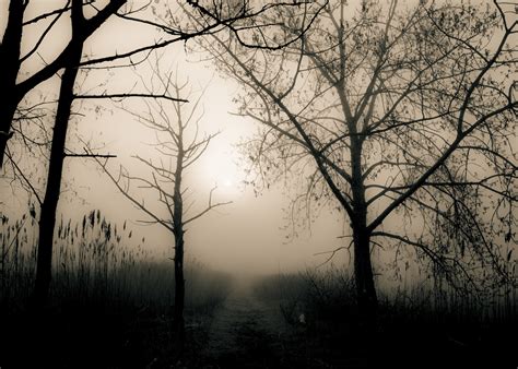 Come out from the Dark | Shutterbug 