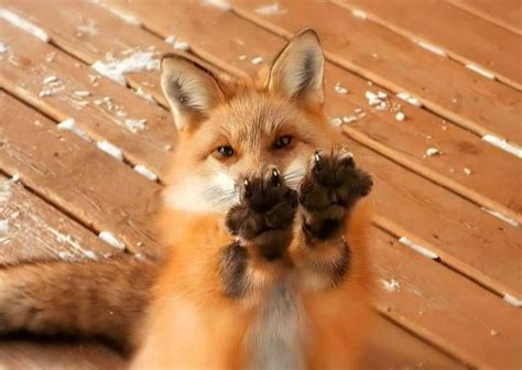 create meme fox fox fox pictures meme arsenalcom