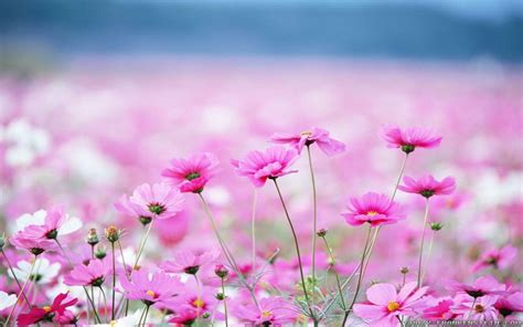 Flower Scenery Wallpapers - Top Free Flower Scenery Backgrounds ...