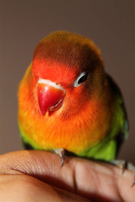 tips for lovebird smelly fast 8