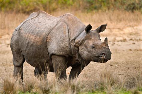 javan rhinoceros rhinoceros sondaicus badak jawa hewan langka hewan