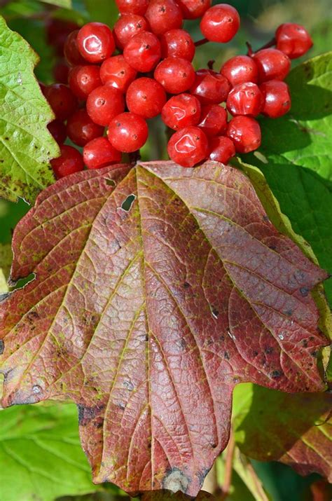berry fall leaf  photo  pixabay pixabay