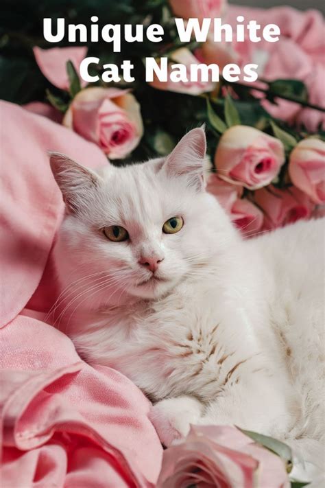 43 Orange, White, Grey, Black Cat Names ideas in 2025 | cat names
