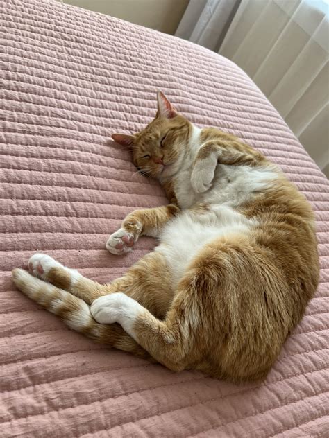 Amy Hart ⭐️ on Twitter: "@heyLyssten Squirrel 🥰 https://t.co/IcQyCt1JO6