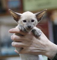 Продажа породистых котят - Клуб кошек PCA