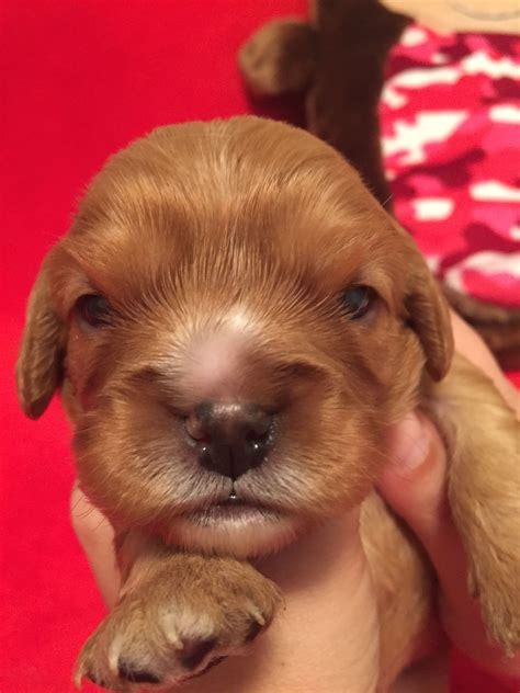 Ruby Red cavalier king Charles spaniel puppy
