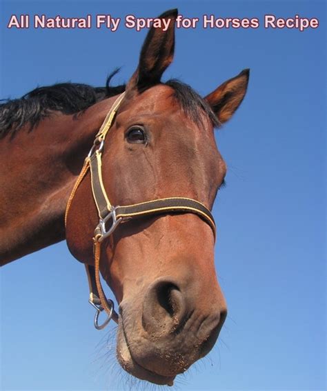 All Natural Fly Spray for Horses Recipe - The Homestead Survival