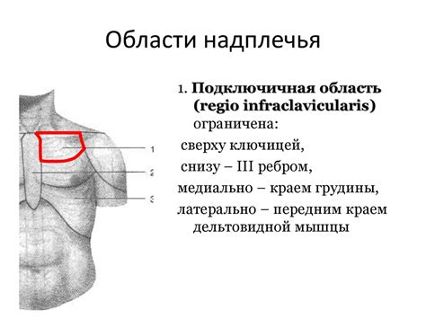 Верхняя конечность - презентация онлайн