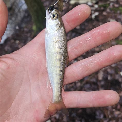 Smolt identification | Michigan Sportsman Forum