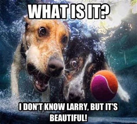 17 Best images about Funny Dogs on Pinterest | Jokes, Humorous quotes ...