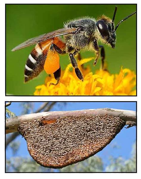 Manggis, Koompassia excelsa, HONEY BEE TREE / TUALANG BEE TREE ...