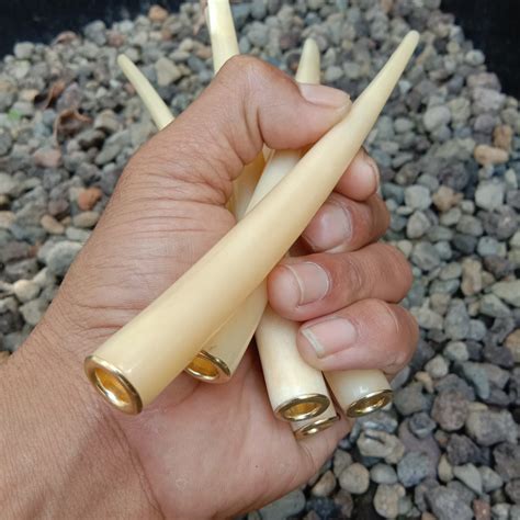 Tulang Yang Berbentuk Pipa Terdapat Pada Tulang 1