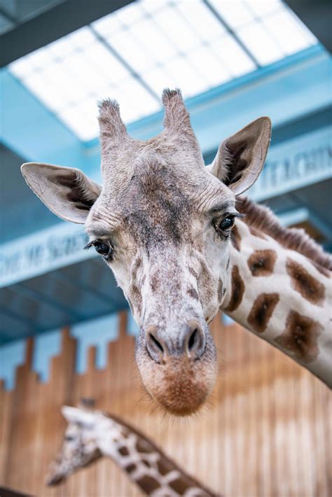 Meet Milwaukee's Animals: Ziggy is matriarch of Milwaukee County Zoo's