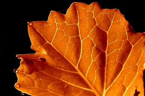 autumn quaking aspen leaf macro - ZWZ Picture