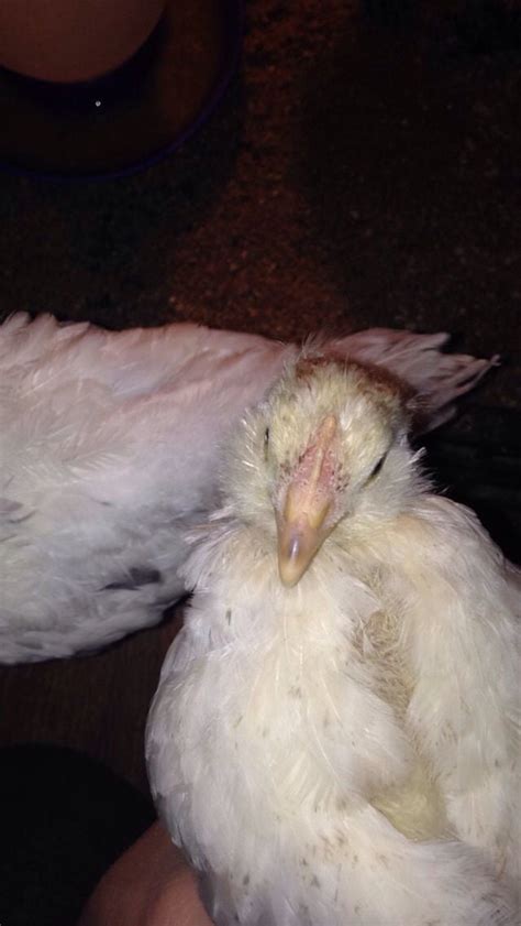Cross beak. Help! | BackYard Chickens - Learn How to Raise Chickens